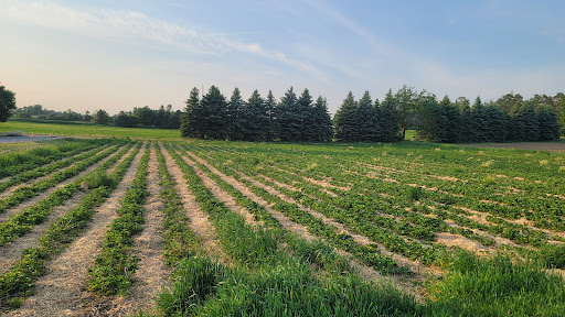 Markham Meadow - Thumbnail
