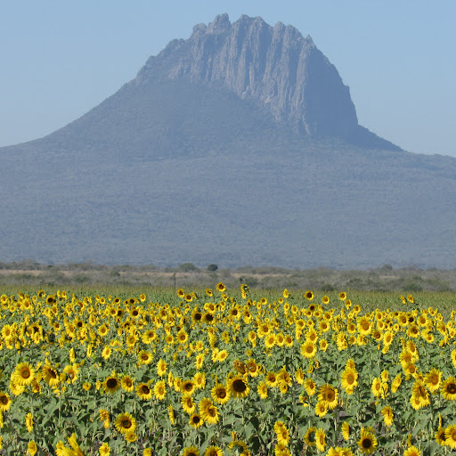 Campo de Girasoles CORRALES BLANCOS - Thumbnail