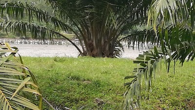 Photos of Playa Palo Seco Park