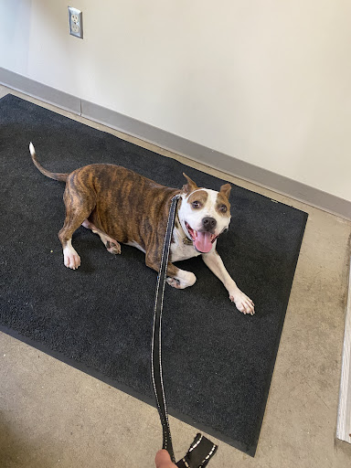 Iowa City Animal Care and Adoption Center - Thumbnail