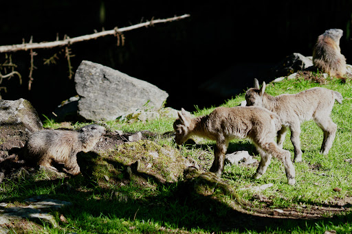 Alpensteinbock-Anlage - Thumbnail