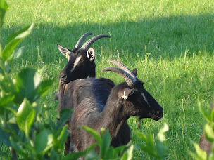 Photo n°1 de Ferme de Bêcheron à Azé (Fabricant de fromage)