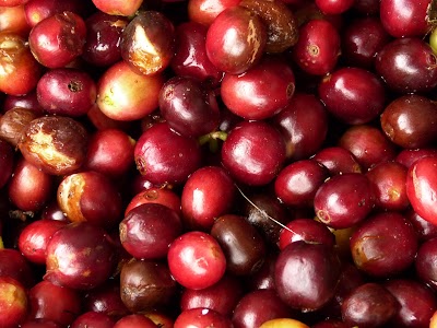 Photos of Finca Villa Laura Coffee & Nature