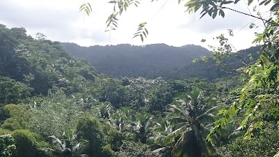 Photos of Treetop Adventure Park - Rainforest Tours in St Lucia