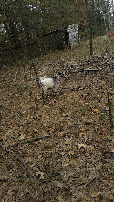 Dukes Goat Farm