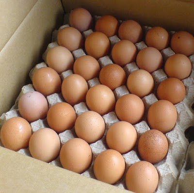 Photos of GROSIR TELUR