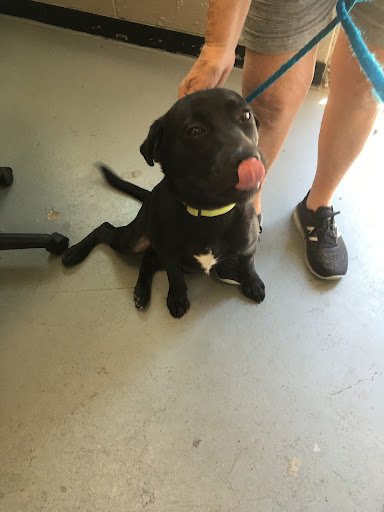 Lakeville Animal Shelter - Thumbnail