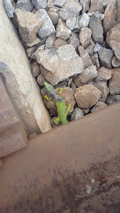 Photos of Parcul orasanesc
