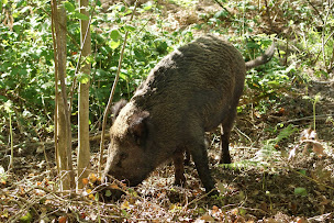 Photo n°27 de Faugeras Loisirs à Boisseuil (Terrain de chasse)