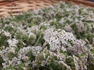 Photo n°15 de Les Vouages, maraîchage biologique à Montmartin-sur-Mer (Ferme bio)