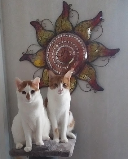 Cats Angels Inc & Thrift Store - Thumbnail