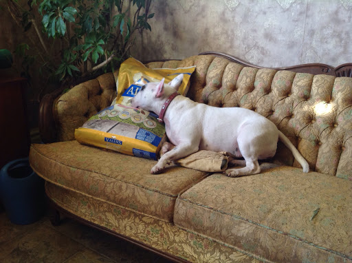 Global Pet Foods Stratford - Thumbnail