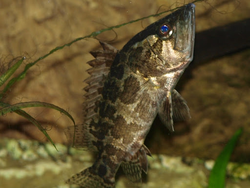 Photo de Oscar-le-poisson à Champigny-le-Sec (86170)