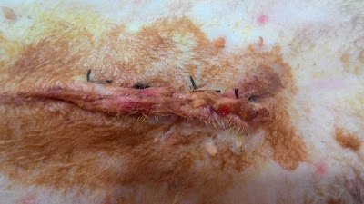 veterinary-care