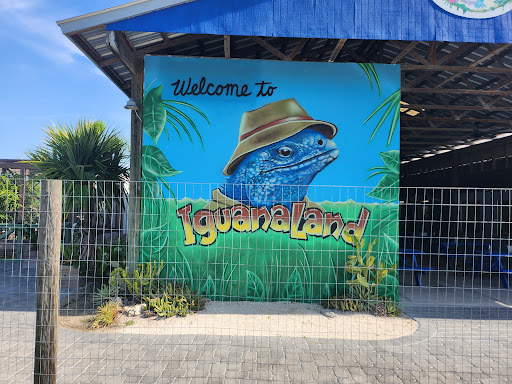 Iguanaland Inc. - Thumbnail