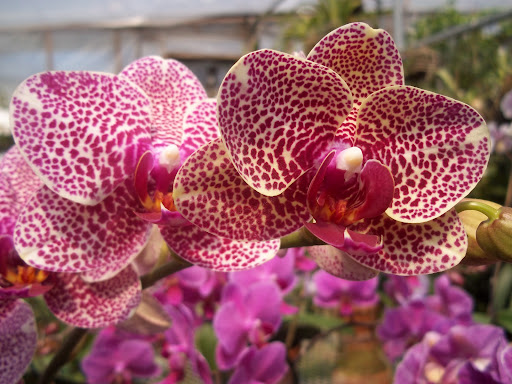 Uncut Flowers LLC - Thumbnail