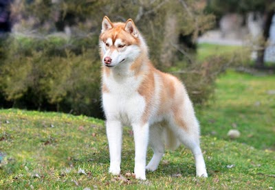 Siberian Husky Puppies For Sale |Adoption | Noble Siberian Huskies