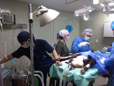 Photos of Veterinary Clinic Small Amimales