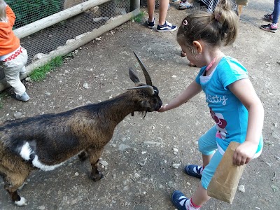 Photos of Forest and Wildpark Rolandseck