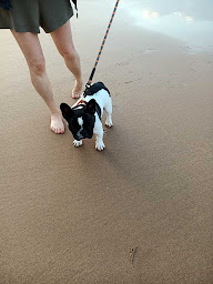 Photo n°9 de Élevage des trez'or d'hamarkhis à Saint-Fulgent-des-Ormes (Éleveur de chiens)