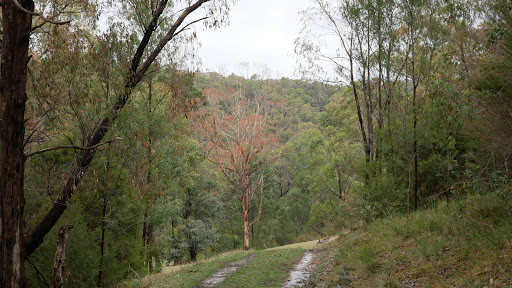 Warrandyte - Kinglake Nature Conservation Reserve - Meadow - Thumbnail