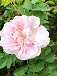 Scottish Poetry Rose Garden glasgow