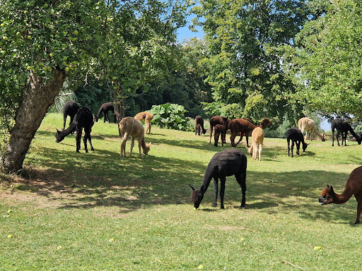 Woolville Alpacas - Thumbnail