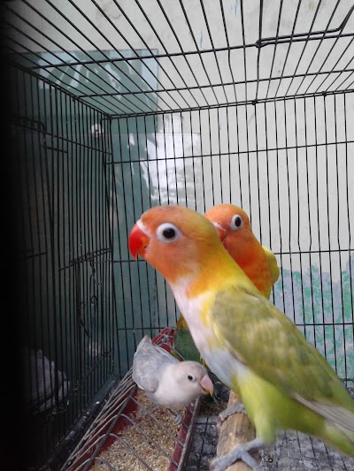 pet-store