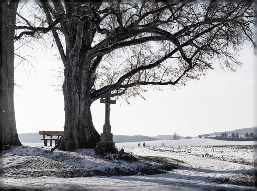 3 Linden / Naturdenkmal - Thumbnail