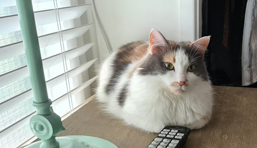 All Things Pets