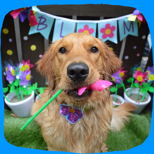 The Funky Mutt Market - Thumbnail