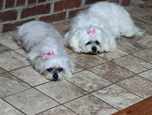 Panhandle Dog Grooming - Thumbnail