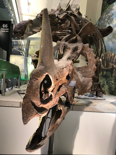 Smithsonian National Museum of Natural History Store - Thumbnail