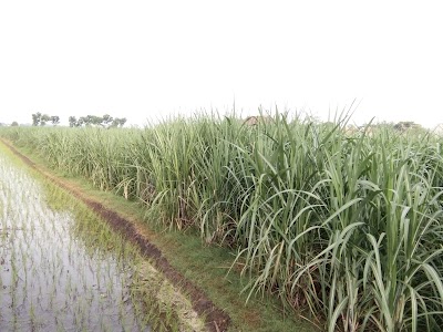 Photos of de Amarylis Garden
