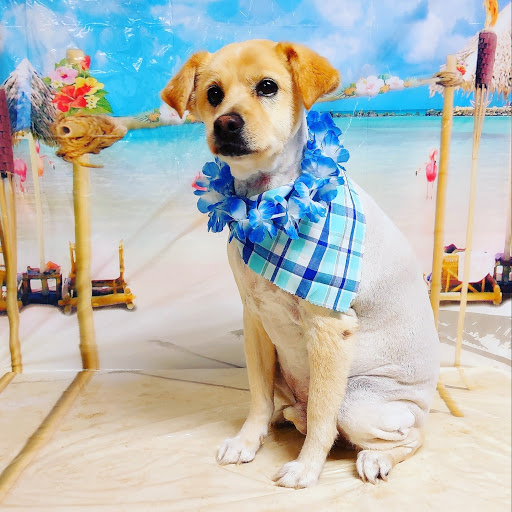 Bless Pet Salon - Visual