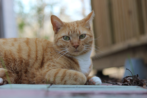 Peaceful Goodbyes for Pets