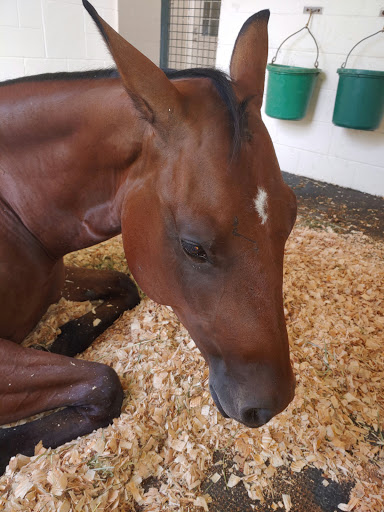 Ocala Equine Hospital