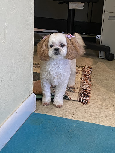 Pawsitively Devine - Visual