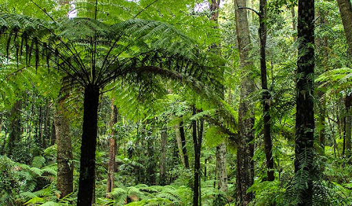 Goodenia Rainforest walking track