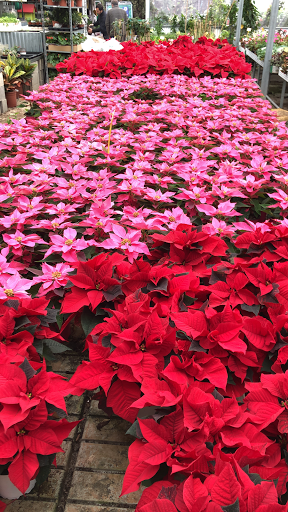 Viveros Margarita - Foto 1