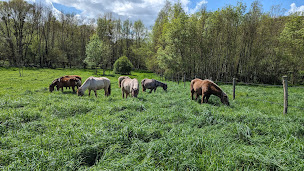 Photo n°21 de Cavalcade à Vallières-les-Grandes (Pension pour chevaux)