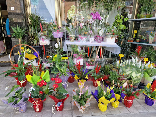Floristería Verdegal - Thumbnail
