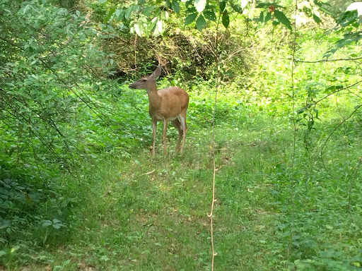 Beaver Meadow Trail - Thumbnail