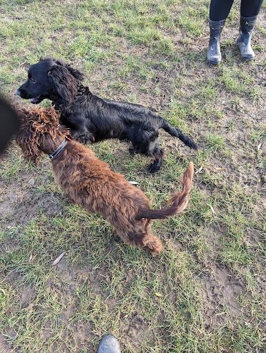 Freedom For Your Dog - Dog Field - Thumbnail
