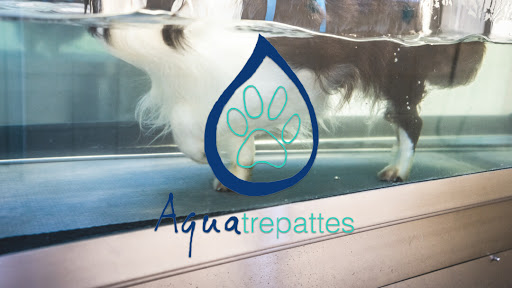 Photo de Toilettage, Hydrothérapie et rééducation. Centre Aquatrepattes à Courbevoie