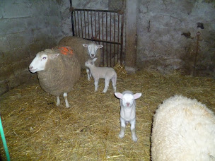 Photo n°6 de LA FERME DES RAZES à Alboussière (Hébergement)