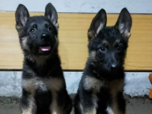 🐺 Top quality German Shepherd puppy available. post image