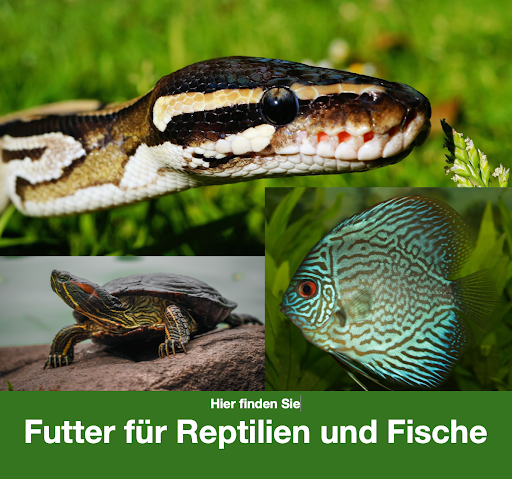 Petra Böhm - FutterinsHaus.de - BARF-Onlineshop - Frostfutter für Tiere - Thumbnail