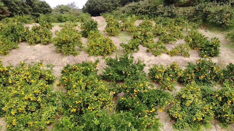 パイロット松下農園(みかん農園)