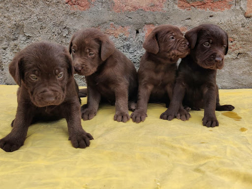 🐶 Top quality Chocolate Labrador male  puppy available in indore mp. post image